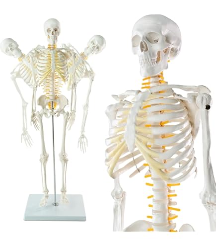 Amazon.co.jp: 3B社 等身大全身骨格模型 スタン標準型骨格モデル 直立