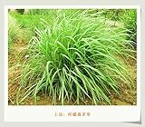 500pcs / bag EAST INDIA C. Flexuosus Lemon Grass Seeds Herb Lemongrass Seeds Flower Seeds Used fresh