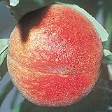 桃(モモ)苗木 武井白鳳