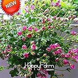 損失プロモーション！20個/バッグディープピンク単弁ゼラニウムの種子多年生の花の種ペラルゴニウムゾナール種子、＃Y8Q89D