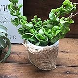 ホヤ・カルノーサ　コンパクタ ☆ 観葉植物