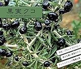 黒実クコ ( ブラックゴジベリー ) ポット苗 果樹苗 ゴジベリー 枸杞