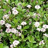 ヒメイワダレソウ3号ポット 12株セット ノーブランド品