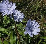 チコリ3号ポット 4株セット ノーブランド品