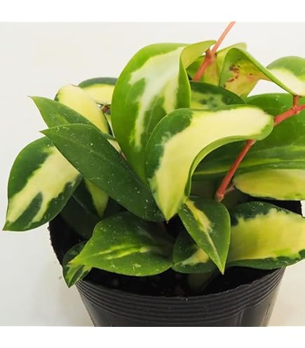 Amazon｜ホヤ AH-022 3.5号 鷲尾園芸 Hoya 'Jennifer' Seed AH 022