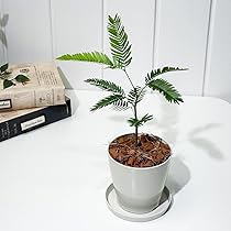 Amazon.co.jp: PLANCHU 観葉植物 エバーフレッシュ 3.5号鉢 受け皿付き