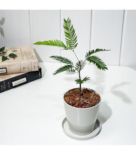 Amazon.co.jp: PLANCHU 観葉植物 フィカス ベンジャミン スターライト