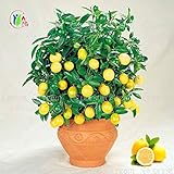 20pcs Lemon Tree seeds fruit seeds bonsai plant DIY home garden BONSAI seeds Edible Green Lemon seed