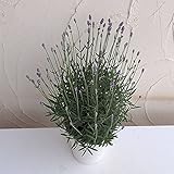 ラベンダー：ふらのぶるー5号鉢植え[富良野ブルー・香りのよい人気の鉢花] ノーブランド品