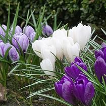 61jNyQRPy2L._AC_UL210_SR210,