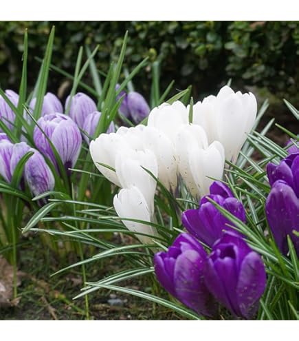 Amazon | チューリップ ピンク フォックストロット 球根 20球 2024年