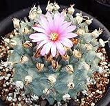 Turbinicarpus alonsoi - cactus - 10 seeds
