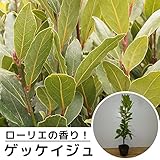 【20本セット】 ゲッケイジュ 樹高0.6m前後 10.5cmポット （月桂樹） ローリエ葉のさわやかな香りが人気のシンボルツリー 苗木 植木 苗 庭木 生け垣