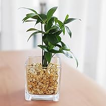 Amazon｜選べる 観葉植物 ハイドロカルチャー ゼオライト 小型 小さい