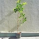 ジャボチカバ(四季なり)　実生苗