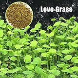 水生植物の種子水草種子水族館の芝種子熱い販売小さな1bagリビングRoonの装飾美しい