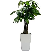 パキラ♪ 61jRNUPBMlL._AC_UL210_SR210,