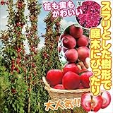 国華園　果樹苗　リンゴ(バレリーナRツリー)　メイちゃんの瞳R(メイ17P)　1株【※発送が国華園からの場合のみ正規品です】