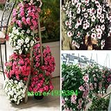 100ペリウィンクル種子、ミックスカラービンカ（ニチニチソウ）は、花の種は、庭園を盆栽