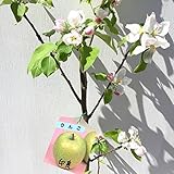 リンゴ 苗木 印度 13.5cmポット苗 インドりんご りんご 苗 林檎