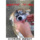 秋田犬チョビ　パピー時代