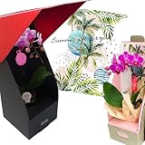 ミニ胡蝶蘭 マイクロ胡蝶蘭 2WAYボックス サマーver. 3号鉢植え 1本立て /お中元 ギフトに花のプレゼント 生花 鉢植え 開店祝いに 母の日 父の日 敬老の日 おじいちゃん おばあちゃん (