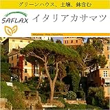 SAFLAX - 鉢植えセット - イタリアカサマツ - 6 個の種。- ミニプラスチックグリーンハウス、鉢植え用土壌、鉢×2個を含みます - Pinus pinea