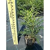 マホニア・コンフューサ 樹高0.3m前後 15cmポット まほにあ 苗木 植木 苗 庭木 生け垣