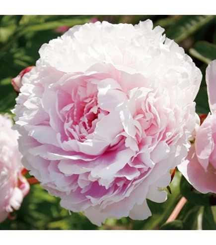 Amazon.co.jp: 芍薬 苗 ソルベット 1株 / 国華園 25年秋商品 : DIY