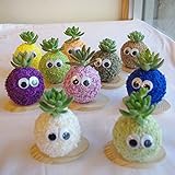 多肉植物 寄せ植え モスビー君 シングル