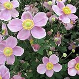 シュウメイギク（秋明菊）：桃花一重3～3.5号ポット 3株セット ノーブランド品