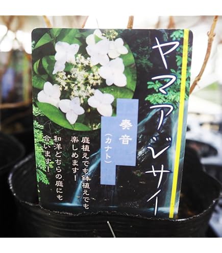 Amazon.co.jp: ガクアジサイの苗（抜き苗）紫陽花 1苗 : DIY・工具