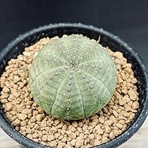 m*e様 B14434☆オークション☆ 超巨大8.5cm株！ユーフォルビア