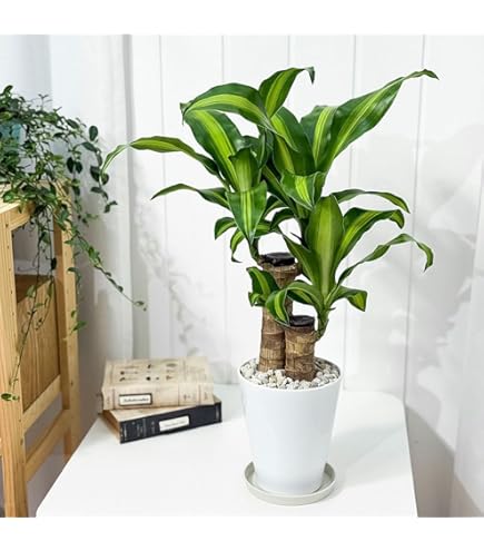 Amazon｜【charm】（観葉植物）ドラセナ マッサンゲアナ（幸福の木）1