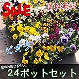 マルトヨの苗 大特価 ビオラセット 24ポット 9cmポット苗