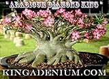 【多肉植物/種子】Adenium Arabicum Diamond King★アデニウム・アラビカム (アラビクム)◆種子５粒♪ Caudex 塊根植物 [並行輸入品]