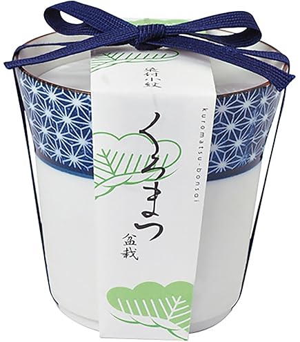 Amazon.co.jp: 聖新陶芸 染付小紋盆栽栽培セット 黒松 GD-45201: DIY
