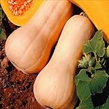 【メール便配送】　国華園　野菜たね　カボチャ　バターナッツ　1袋(10ml)【※発送が国華園からの場合のみ正規品です】