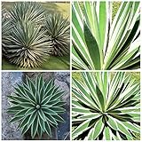 【多肉植物/種子】Agave Vivipara ★アガベ・ビビパラ◎日閃光/薄葉竜舌蘭◆5粒♪ rare succulent [並行輸入品]