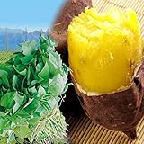 国華園　イモヅル シルクスイートＰ １０本 / さつまいも苗 サツマイモ 薩摩芋【※発送が国華園からの場合のみ正規品です】