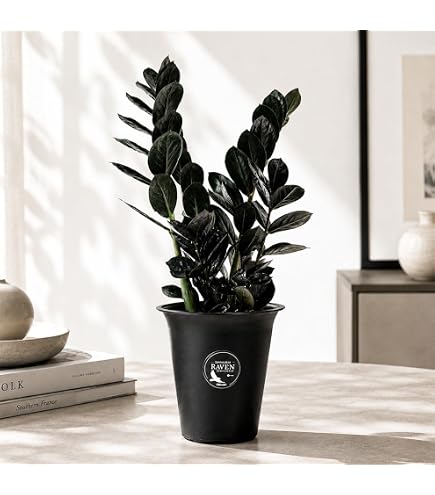 Amazon｜おしゃれ 観葉植物：金銭樹 ザミオクルカス レイヴン*5号