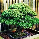 Bonsai seeds 50 pcs Japanese White Spruce Pine, Pinus parviflora, Tree Seeds Bonsai Evergreen DIY Ho