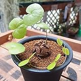 127.ハート型の葉が可愛い塊根植物、アフリカ亀甲竜。（Dioscorea elephantipes） 10粒 [並行輸入品]