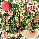 国華園　果樹苗　モモ　桃水こまち　富士野生桃R　1株【※発送が国華園からの場合のみ正規品です】