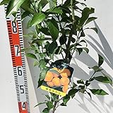 みかん 苗木 福来みかん 13.5cmポット苗 ふくれみかん ミカン 苗 蜜柑