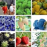 イチゴ種子果実の種子鉢植えの家庭菜園用品の9種類 - 900pcs /ロット
