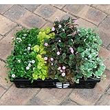 おためし4種12株セット：日なたのグランドカバー[丈夫な多年草のセット] ノーブランド品