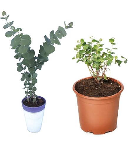Amazon | ユーカリ・ウェブステリアナ（ハートリーフユーカリ）の種
