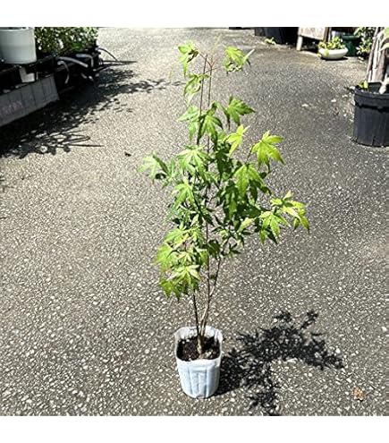Amazon.co.jp: 苗/苗木 イロハモミジ 樹高0.8m前後 10.5cmポット