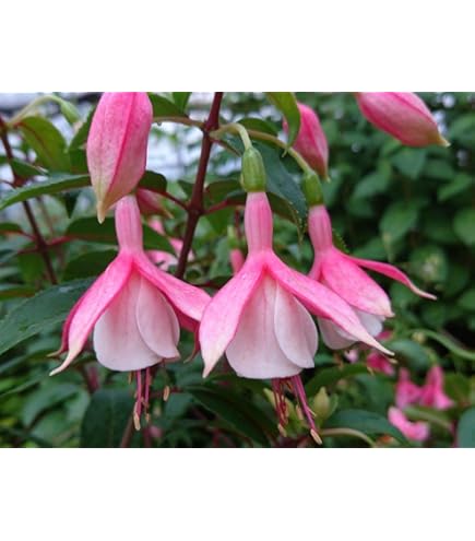 Amazon | フクシア 苗 ナンシールー | 花